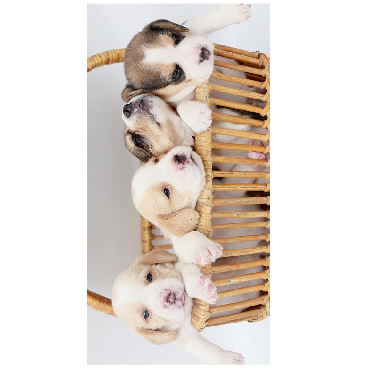 Pet_Pictures_Beach_Towel_PRUSES_12