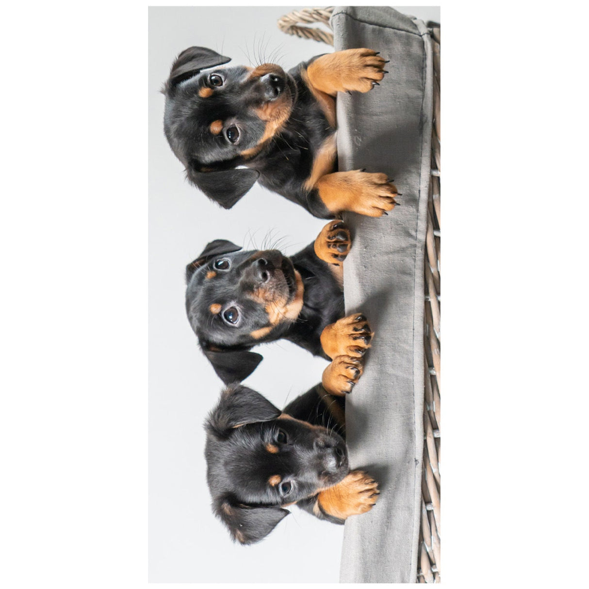 Animal Pattern Beach Towel | PRUSES - PRUSES