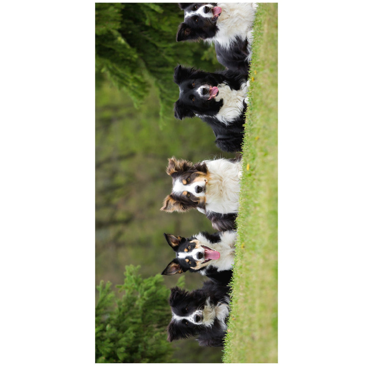 Pet Lover Beach Towel | PRUSES - PRUSES