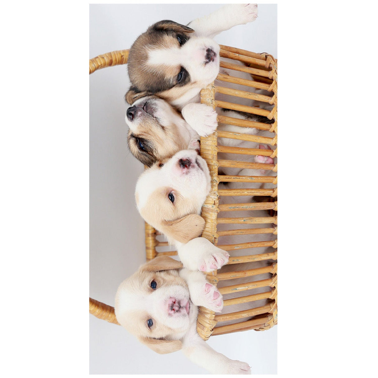 Pet Pictures Beach Towel | PRUSES - PRUSES