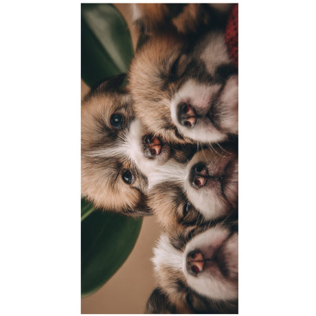 Dog Theme Pool Towel For Summer | PRUSES - PRUSES