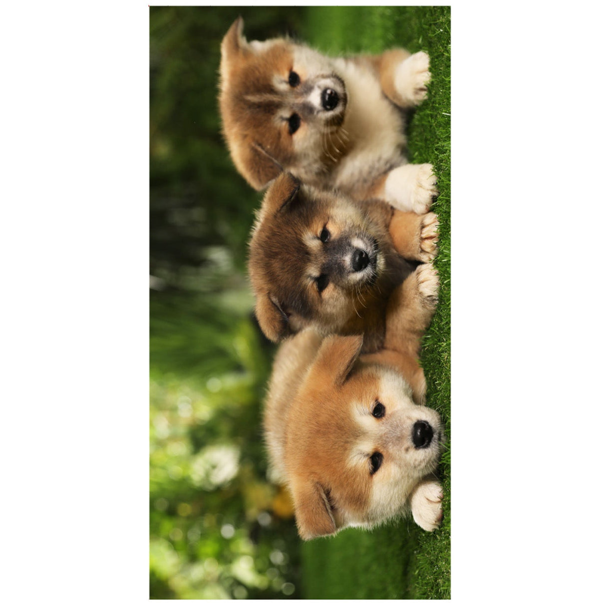 Pet Series Beach Towel | PRUSES - PRUSES